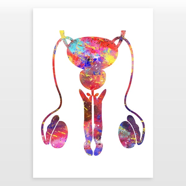 Male Reproductive Anatomy Poster - Male Genitalia Print - Watercolour print