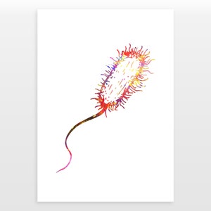 Poster Bactéries - Impression aquarelle