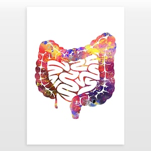 Pôster de Órgãos Internos - Impressão de Anatomia Humana - Impressão em aquarela