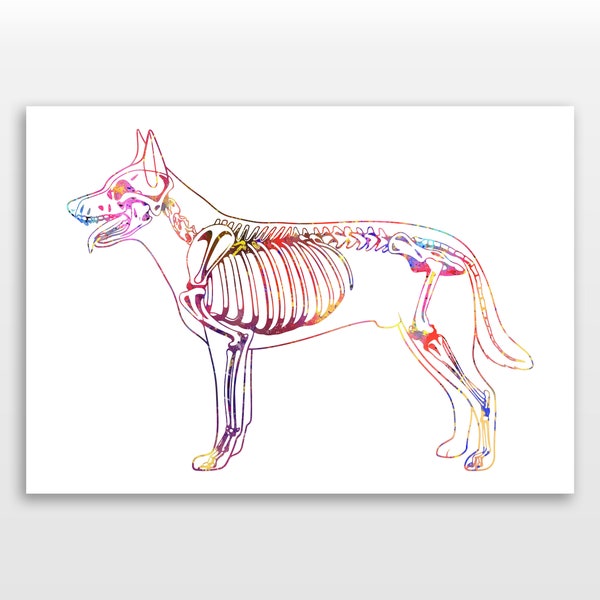 Skeletal Dog Poster - Zooarchaeology Print - Watercolour print