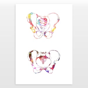 Pelvis Bone Poster - Osteology Print - Watercolour print