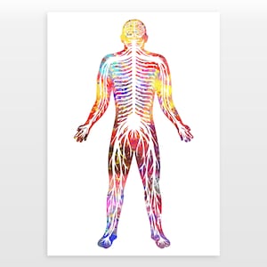Human Nervous System Poster - Muscular Structure Print - Watercolour print