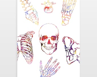 Póster de huesos humanos - Lámina de esqueleto humano - Impresión en acuarela