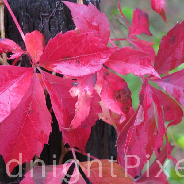 Red leaf photograph | Closeup of plant on hiking trail | Digital download photo
