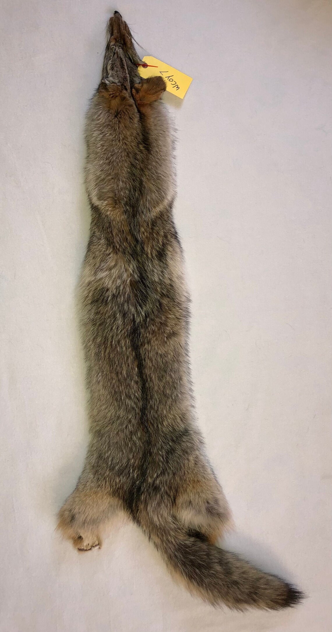 Western Coyote Tanned Fur Etsy