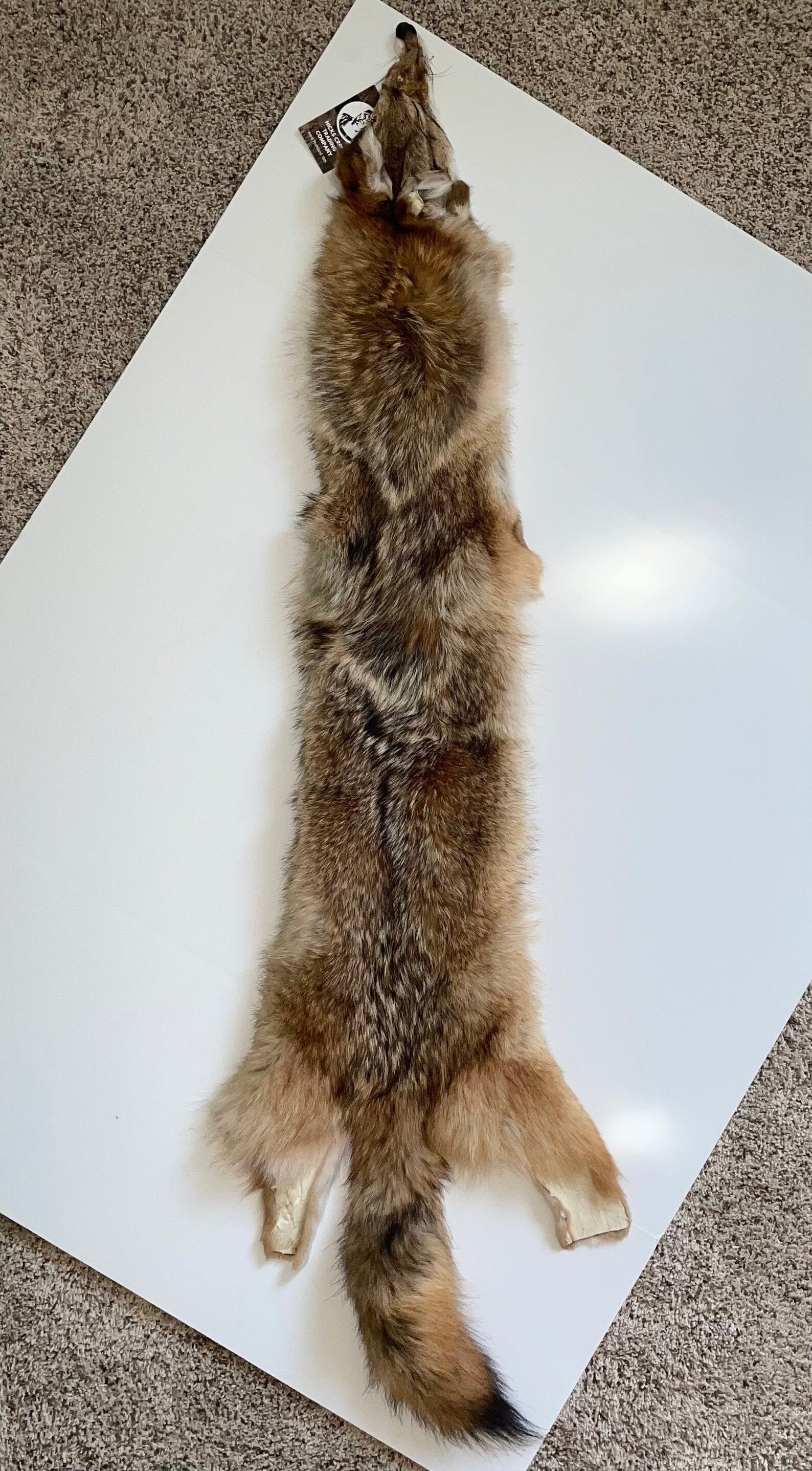 Western Coyote Tanned Fur Etsy