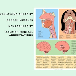 May include: A colorful infographic illustrating the anatomy of swallowing, speech muscles, and neuroanatomy. The infographic includes diagrams of the head, neck, and brain, with labels for different parts of the body. It also includes a list of common medical abbreviations.