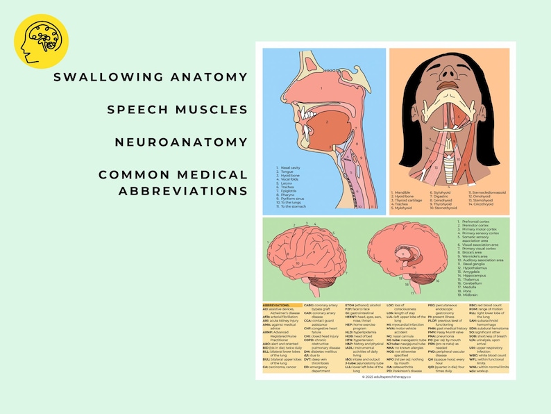May include: A colorful infographic illustrating the anatomy of swallowing, speech muscles, and neuroanatomy. The infographic includes diagrams of the head, neck, and brain, with labels for different parts of the body. It also includes a list of common medical abbreviations.