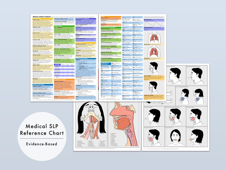 Medical SLP Reference Chart Instant Download Adult Speech image 0
