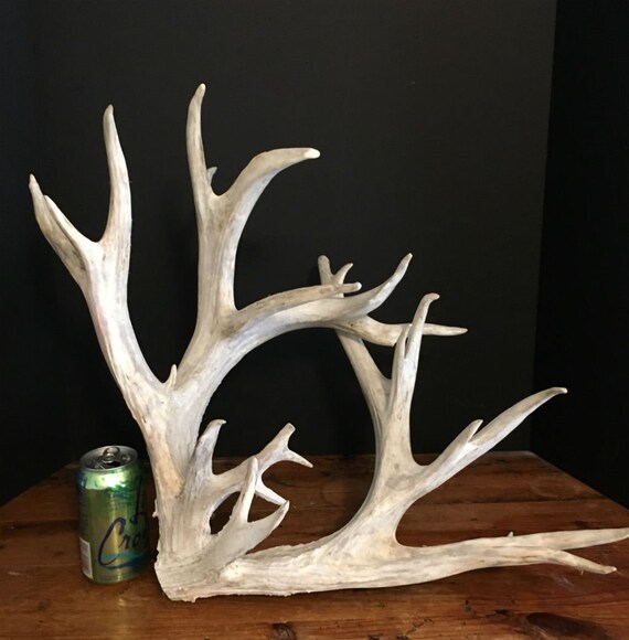 Whitetail Antler Sculpture Non Typical Antlers Natural Etsy