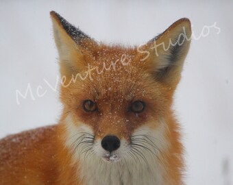 Scruffed Fox Kit Dangles