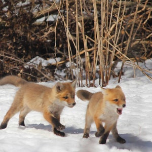 May include: Two young foxes with reddish-brown fur run through the snow. One fox has its mouth open, as if it is yelping. The background features bare branches and tall, dried grasses. The scene is set in a snowy, outdoor environment.