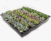 36 Assorted 2 quot Pot Succulents - wedding favors, arrangements, wreaths - Bridal shower favors - Party favors - Live succulent - succulents