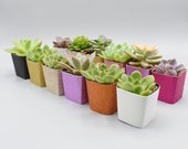 56 Assorted 2 quot Pot Succulents - Wedding favors - Bridal shower favors - Party favors - Baby shower favors - Live succulent arrangements