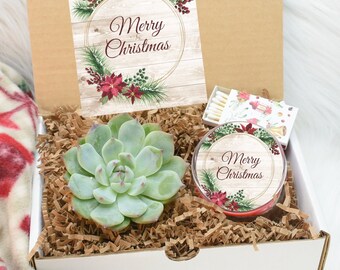 Succulent Gift Box By Dingading Notonthehighstreet Com