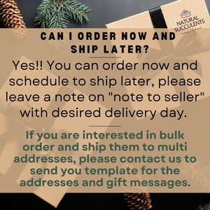 Puede incluir: Una caja de regalo con una cinta negra y el texto "NATURAL SUCCULENTS". Se muestra el texto "CAN I ORDER NOW AND SHIP LATER?", junto con instrucciones para pedir y enviar. Hay agujas de pino y una pi&ntilde;a en el fondo.
