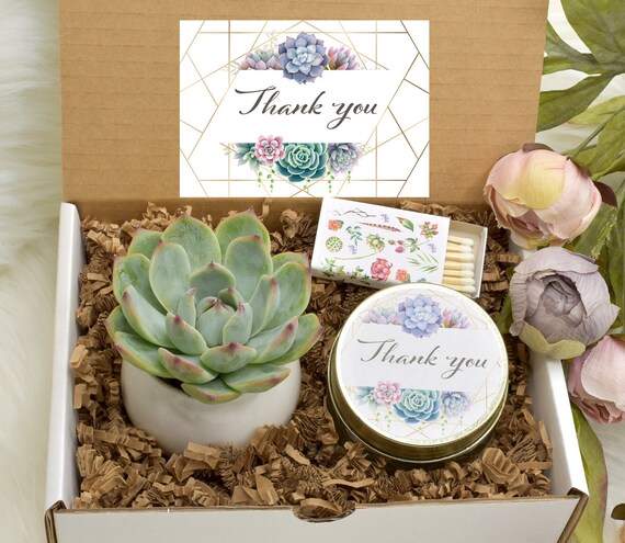 Thank You Gift Ideas Live Succulent Gift Box Appreciation Etsy