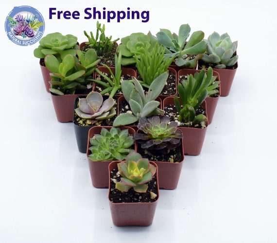 15 Assorted Succulent Favor 2 Pot Wedding Favors Etsy 15 Assorted Succulent Favor 2 Pot Wedding Favors Etsy