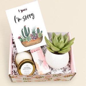 I succ I'm sorry Succulent - Apology Gift Box - Sunshine gift - Regrets gift -  I'm sorry Gift - Apology - Apology Gift Ideas - (XBE3)