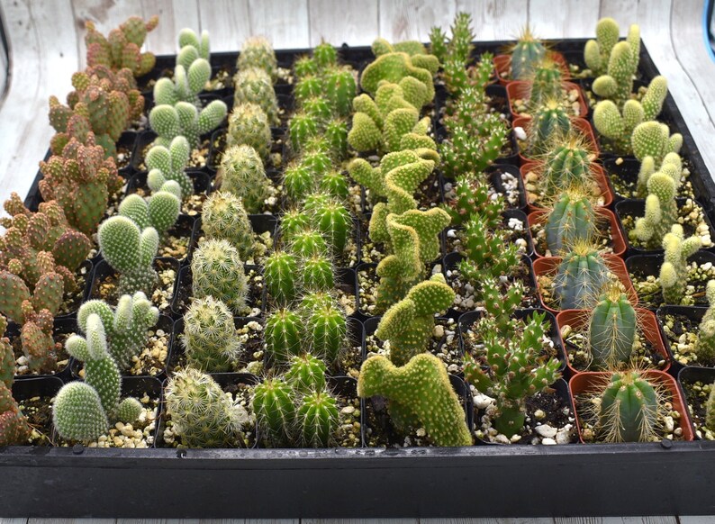 mini Cactus Party gift- Cactus arrangements Bridal shower favors Wedding favors 100 Wedding collection Cactus in 2 Pots