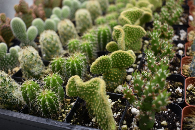 mini Cactus Party gift- Cactus arrangements Bridal shower favors Wedding favors 100 Wedding collection Cactus in 2 Pots