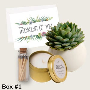 Thinking of You - Succulent Gift Box -Care Package - Friendship Gift Box - Thinking of You Gift  - Natural Succulents - (XFA1)