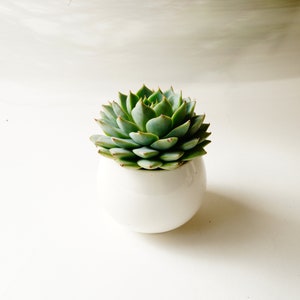 Succulent with Ceramic Pot - Home Decor - Gift For Her Office Decor - Live Succulent Office Plant - Earth Day - Best Seller - Coworker Gift