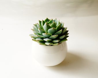 Succulent with Ceramic Pot - Home Decor - Gift For Her Office Decor - Live Succulent Office Plant - Earth Day - Best Seller - Coworker Gift