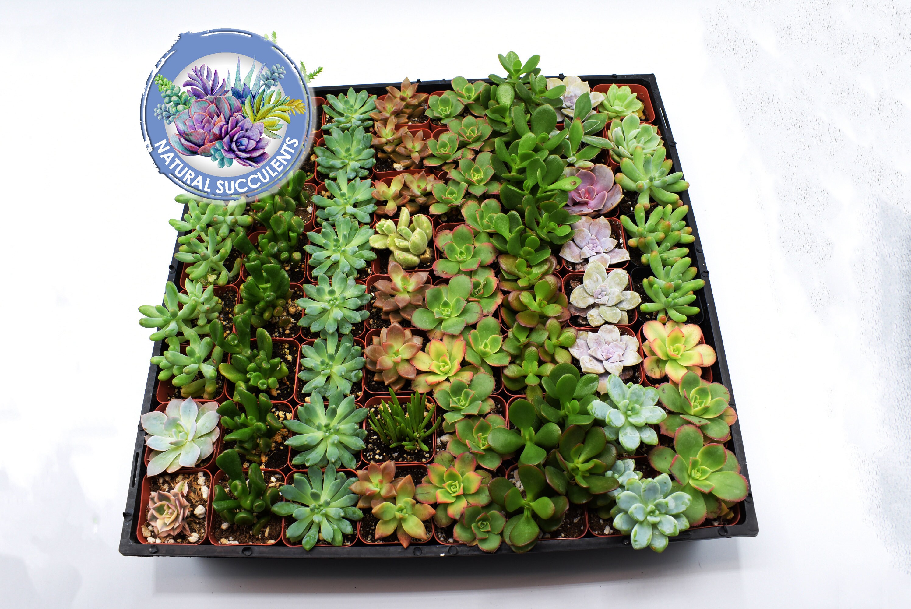 200 Assorted Succulents Collection in 2 pots Wedding Etsy