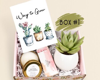 New Job Gift, Congratulations Gift, Way to Grow, Job Promotion Gift, Co-worker Gift box, Live Succulent Gift, Congrats, Succulents (XFB6)