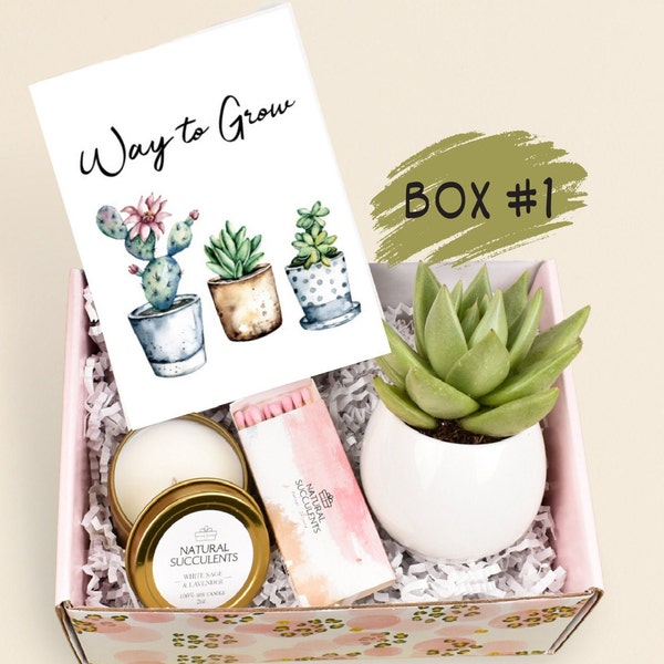 New Job Gift, Congratulations Gift, Way to Grow, Job Promotion Gift, Co-worker Gift box, Live Succulent Gift, Congrats, Succulents (XFB6)