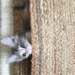 May include: A gray and white kitten with green eyes peeks out from behind a woven jute rug.