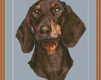 May include: A brown and tan dachshund with a serious expression, looking directly at the viewer. The dog's fur is short and smooth, and its ears are floppy. The background is a light blue.