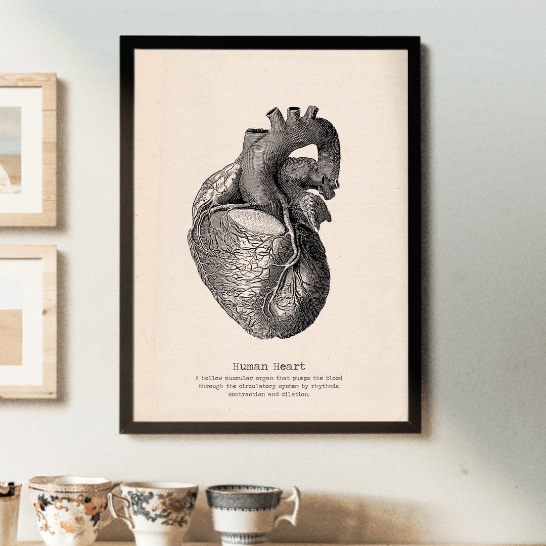 Vintage Human Heart Poster – Anatomical Wall Art, Gothic Medical ...