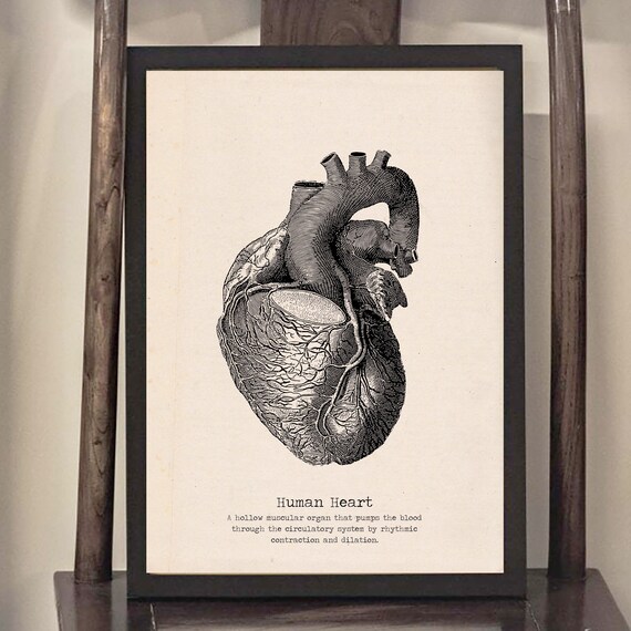 Vintage Human Heart Poster – Anatomical Wall Art, Gothic Medical Illustration, Doctor Gift, Black & White Print, Retro Home Decor, unusual