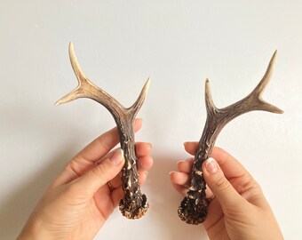 Roe Antler on a 3 7.5cm Kilt Pin Scarf Brooch with English Pewter Emblem or Stunning stick pin with end connector refa56