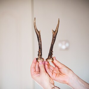Free shipping Two roe deer antlers Vintage