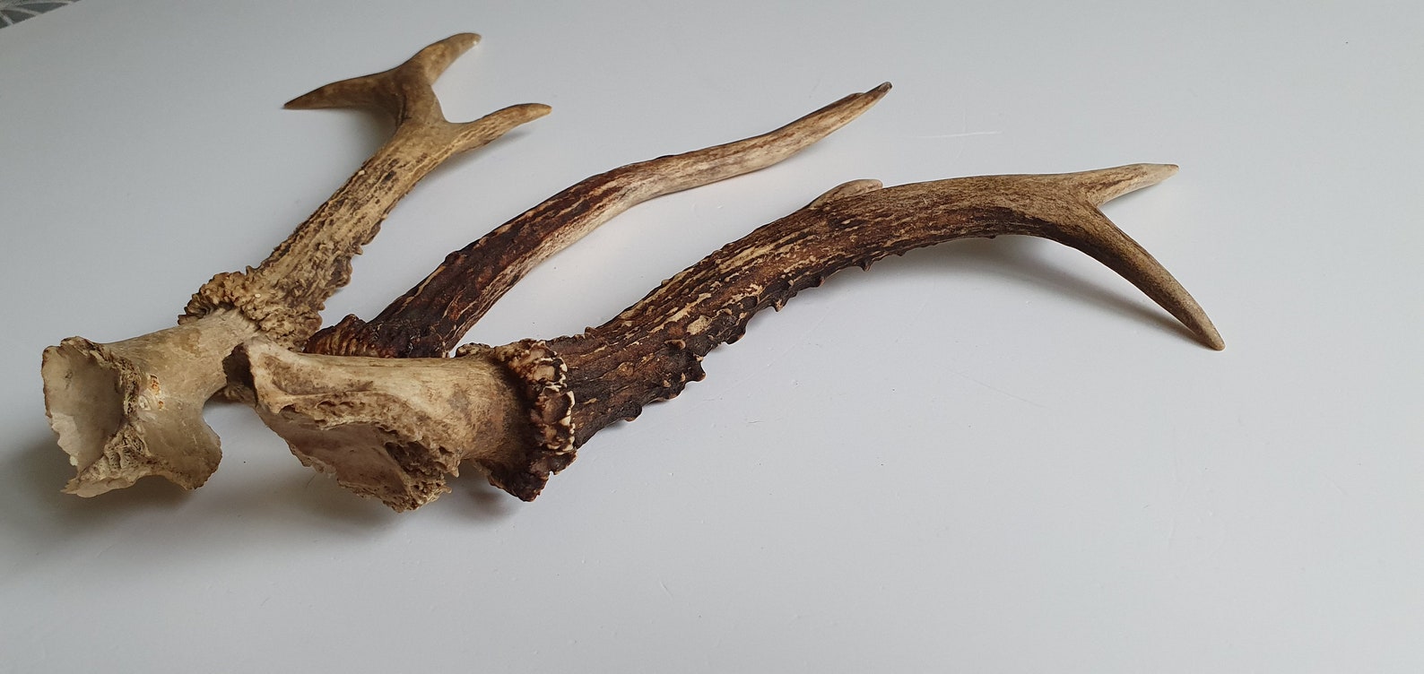 Free Shipping 3 Pieces Deer Antlers Natural Roe Antlers Etsy