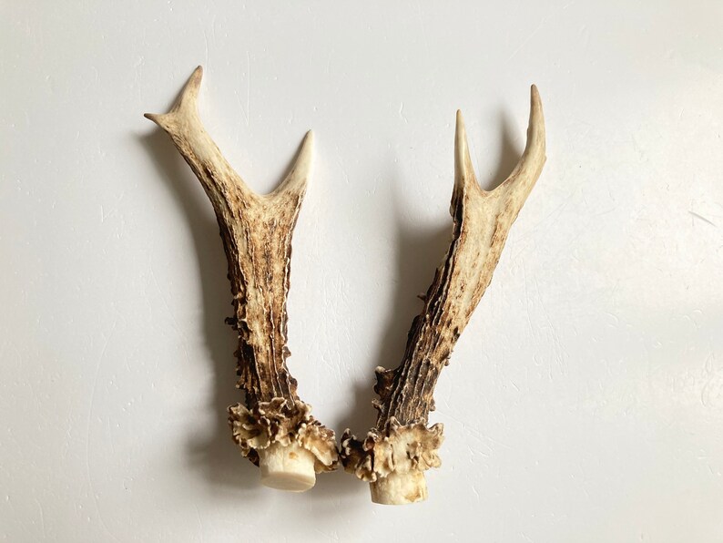 2 roe deer antlers for sale Natural roe antler set Etsy