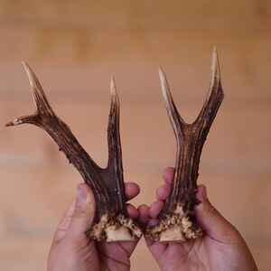 Two natural roe deer antlers Real deer antlers