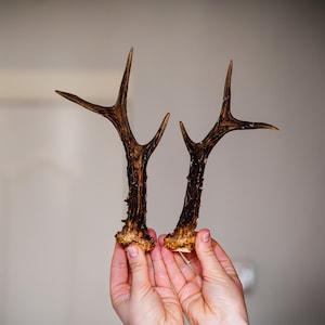 Roe Deer antlers for wall hanging home decor