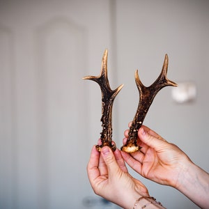 Natural Roe deer antler Wall decor Cool gift
