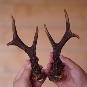 Set of 2 antlers Real roe deer antlers