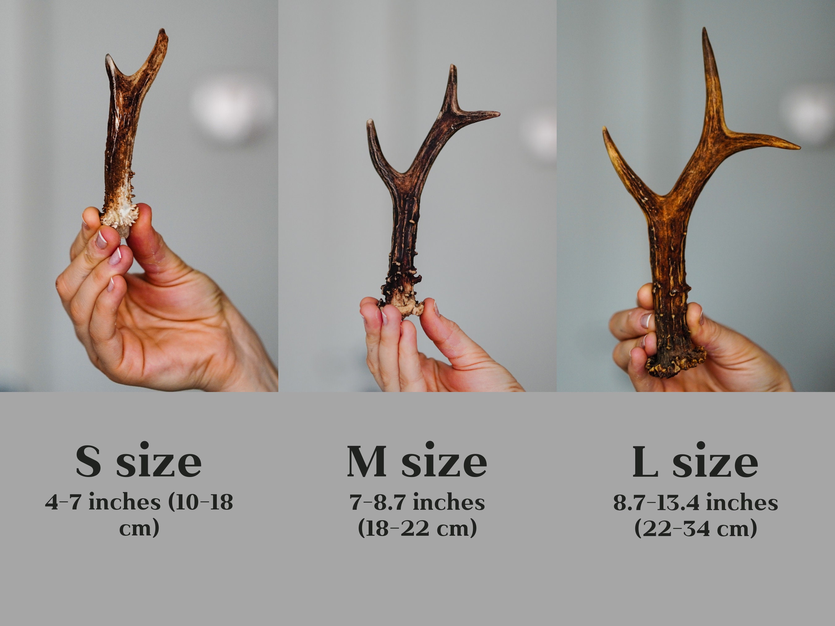Roe deer deals antlers