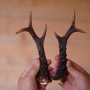 Set of 2 antlers Real roe deer antlers