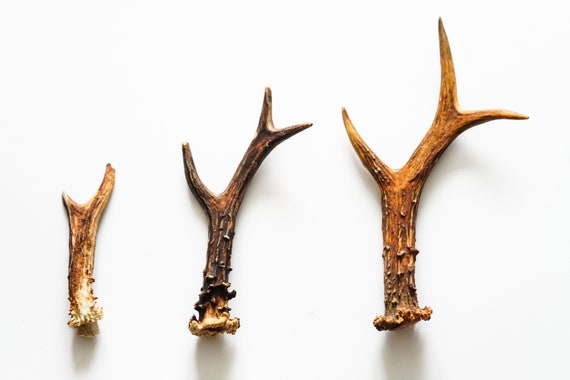 Natural shed antlers deals