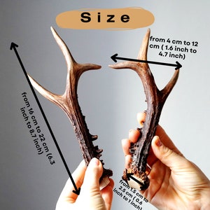 Mixed random roe deer antlers for sale For home decor furniture, handle, wreath, pendant