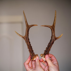 2 Real Roe Deer antlers Natural antlers