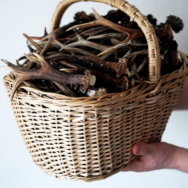 Random Mixed Roe Deer Antlers Best quality