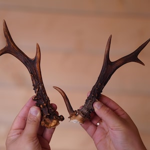 Two natural roe deer antlers Real deer antlers